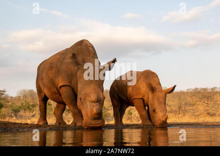 An adult and baby rhinoceros drinking together from a pool in Zimanga private game reserver Stock Photo