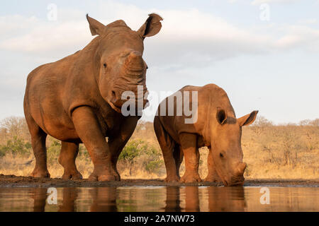 An adult and baby rhinoceros drinking together from a pool in Zimanga private game reserver Stock Photo