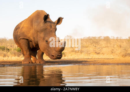 A lone adult white rhino approaches a water hole for a drink Stock Photo