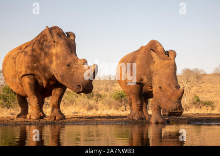 An adult and baby rhinoceros drinking together from a pool in Zimanga private game reserver Stock Photo