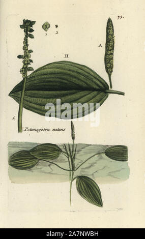 Broad-leaved pondweed, Potamogeton natans. Handcoloured botanical drawn and engraved by Pierre Bulliard from his own 'Flora Parisiensis,' 1776, Paris, P.F. Didot. Pierre Bulliard (1752-1793) was a famous French botanist who pioneered the three-colour-plate printing technique. His introduction to the flowers of Paris included 640 plants. Stock Photo