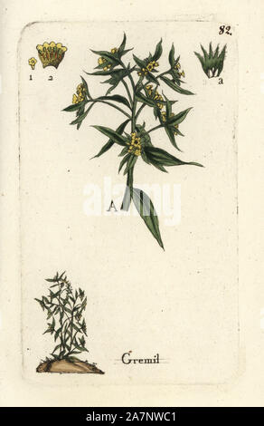 Gromwell, Lithospermum officinale. Handcoloured botanical drawn and engraved by Pierre Bulliard from his own 'Flora Parisiensis,' 1776, Paris, P.F. Didot. Pierre Bulliard (1752-1793) was a famous French botanist who pioneered the three-colour-plate printing technique. His introduction to the flowers of Paris included 640 plants. Stock Photo