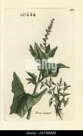 English mercury or Good King Henry, Chenopodium bonus-henricus. Handcoloured botanical drawn and engraved by Pierre Bulliard from his own 'Flora Parisiensis,' 1776, Paris, P. F. Didot. Pierre Bulliard (1752-1793) was a famous French botanist who pioneered the three-colour-plate printing technique. His introduction to the flowers of Paris included 640 plants. Stock Photo