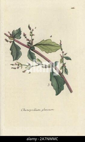 Oak-leaved goosefoot, Chenopodium glaucum. Handcoloured botanical drawn and engraved by Pierre Bulliard from his own 'Flora Parisiensis,' 1776, Paris, P. F. Didot. Pierre Bulliard (1752-1793) was a famous French botanist who pioneered the three-colour-plate printing technique. His introduction to the flowers of Paris included 640 plants. Stock Photo