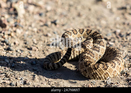 Angry coiled rattlesnake in nevada by pyramid lake Stock Photo