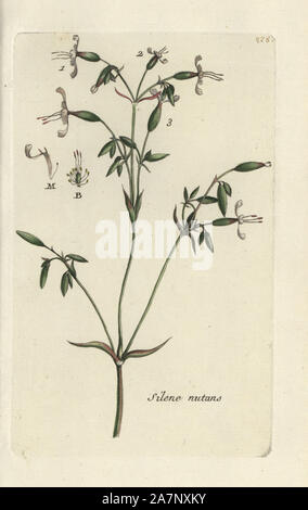 Nottingham catchfly, Silene nutans. Handcoloured botanical drawn and engraved by Pierre Bulliard from his own 'Flora Parisiensis,' 1776, Paris, P. F. Didot. Pierre Bulliard (1752-1793) was a famous French botanist who pioneered the three-colour-plate printing technique. His introduction to the flowers of Paris included 640 plants. Stock Photo