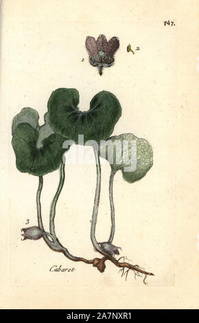 European wild ginger, Asarum europaeum. Handcoloured botanical drawn and engraved by Pierre Bulliard from his own 'Flora Parisiensis,' 1776, Paris, P. F. Didot. Pierre Bulliard (1752-1793) was a famous French botanist who pioneered the three-colour-plate printing technique. His introduction to the flowers of Paris included 640 plants. Stock Photo