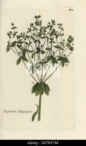 Broad-leaved spurge, Euphorbia platyphyllos. Handcoloured botanical drawn and engraved by Pierre Bulliard from his own 'Flora Parisiensis,' 1776, Paris, P. F. Didot. Pierre Bulliard (1752-1793) was a famous French botanist who pioneered the three-colour-plate printing technique. His introduction to the flowers of Paris included 640 plants. Stock Photo