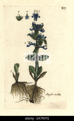 Pyramidal bugle, Ajuga pyramidalis. Handcoloured botanical drawn and engraved by Pierre Bulliard from his own 'Flora Parisiensis,' 1776, Paris, P. F. Didot. Pierre Bulliard (1752-1793) was a famous French botanist who pioneered the three-colour-plate printing technique. His introduction to the flowers of Paris included 640 plants. Stock Photo