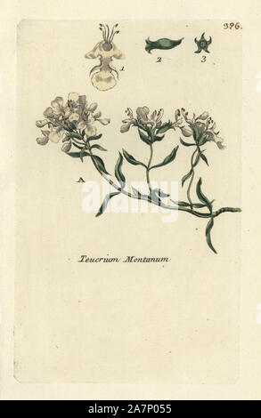 Mountain germander, Teucrium montanum. Handcoloured botanical drawn and engraved by Pierre Bulliard from his own 'Flora Parisiensis,' 1776, Paris, P. F. Didot. Pierre Bulliard (1752-1793) was a famous French botanist who pioneered the three-colour-plate printing technique. His introduction to the flowers of Paris included 640 plants. Stock Photo