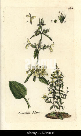 Downy woundwort, Stachys germanica. Handcoloured botanical drawn and engraved by Pierre Bulliard from his own 'Flora Parisiensis,' 1776, Paris, P. F. Didot. Pierre Bulliard (1752-1793) was a famous French botanist who pioneered the three-colour-plate printing technique. His introduction to the flowers of Paris included 640 plants. Stock Photo
