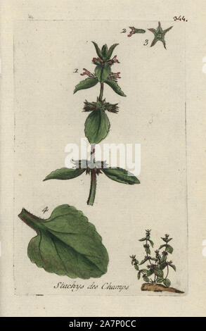 Field woundwort, Stachys arvensis. Handcoloured botanical drawn and engraved by Pierre Bulliard from his own 'Flora Parisiensis,' 1776, Paris, P. F. Didot. Pierre Bulliard (1752-1793) was a famous French botanist who pioneered the three-colour-plate printing technique. His introduction to the flowers of Paris included 640 plants. Stock Photo