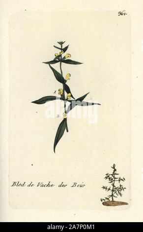 Small cow-wheat, Melampyrum sylvaticum. Handcoloured botanical drawn and engraved by Pierre Bulliard from his own 'Flora Parisiensis,' 1776, Paris, P. F. Didot. Pierre Bulliard (1752-1793) was a famous French botanist who pioneered the three-colour-plate printing technique. His introduction to the flowers of Paris included 640 plants. Stock Photo