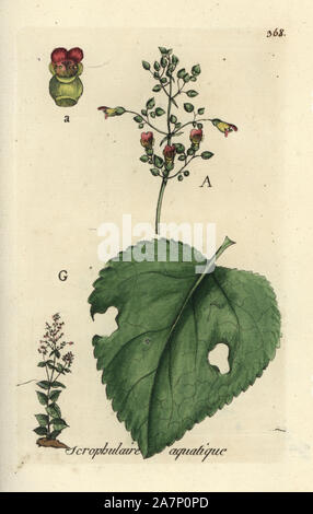 Water figwort, Scrophularia aquatica. Handcoloured botanical drawn and engraved by Pierre Bulliard from his own 'Flora Parisiensis,' 1776, Paris, P. F. Didot. Pierre Bulliard (1752-1793) was a famous French botanist who pioneered the three-colour-plate printing technique. His introduction to the flowers of Paris included 640 plants. Stock Photo