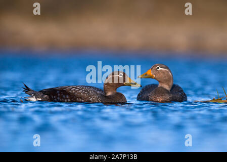 A pair of Flying Steamer Ducks (Tachyeres patachonicus) in Torres del Paine National Park, Chile Stock Photo