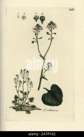 Common scurvygrass, Cochlearia officinalis. Handcoloured botanical drawn and engraved by Pierre Bulliard from his own 'Flora Parisiensis,' 1776, Paris, P. F. Didot. Pierre Bulliard (1752-1793) was a famous French botanist who pioneered the three-colour-plate printing technique. His introduction to the flowers of Paris included 640 plants. Stock Photo