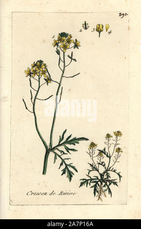 Fool's watercress, Apium nodiflorum. Handcoloured botanical drawn and engraved by Pierre Bulliard from his own 'Flora Parisiensis,' 1776, Paris, P. F. Didot. Pierre Bulliard (1752-1793) was a famous French botanist who pioneered the three-colour-plate printing technique. His introduction to the flowers of Paris included 640 plants. Stock Photo