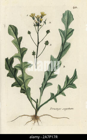 Crested warty cabbage, Bunias erucago. Handcoloured botanical drawn and engraved by Pierre Bulliard from his own 'Flora Parisiensis,' 1776, Paris, P. F. Didot. Pierre Bulliard (1752-1793) was a famous French botanist who pioneered the three-colour-plate printing technique. His introduction to the flowers of Paris included 640 plants. Stock Photo