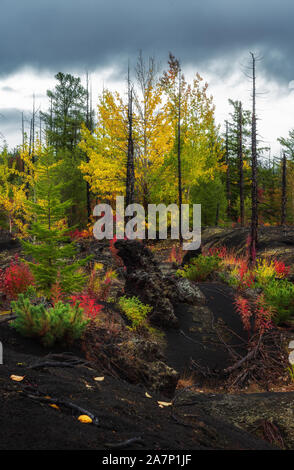 Autumn landscape in Dead Forest, after eruption of Tolbachik volcano. Kamchatka, Russia. Stock Photo