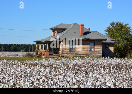 Cotton fields are ready to harvest next to an abandoned farm house in rural North Carolina. Stock Photo
