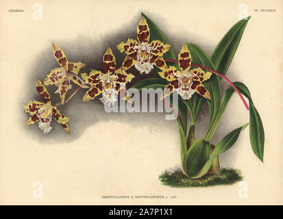 Odontoglossum x sceptro-crispum, L. Lind., hybrid orchid. Illustration drawn by C. de Bruyne and chromolithographed by P. de Pannemaeker et fils from Lucien Linden's 'Lindenia, Iconographie des Orchidees,' Brussels, 1902. Stock Photo