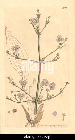 Greater water-plantain, Alisma plantago-aquatica. Handcoloured copperplate engraving from a drawing by James Sowerby for Smith's 'English Botany,' London, 1801. Sowerby was a tireless illustrator of natural history books and illustrated books on botany, mycology, conchology and geology. Stock Photo