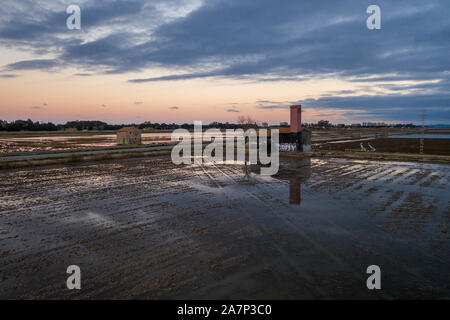 Aerial view of rice fields, flocks of birds and agricultural machinery during sunset on Lake Albufera. Comunidad Valenciana. Stock Photo