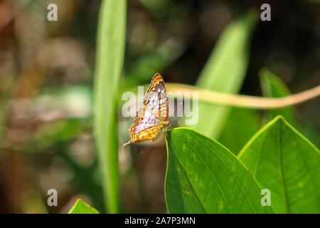 white peacock butterfly in the swamp grass Stock Photo - Alamy