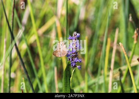 white peacock butterfly in the swamp grass Stock Photo - Alamy