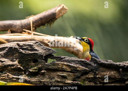 Yellow-fronted woodpecker - Melanerpes flavifrons Stock Photo
