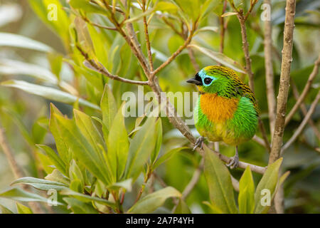 Brassy-breasted tanager - Tangara desmaresti Stock Photo