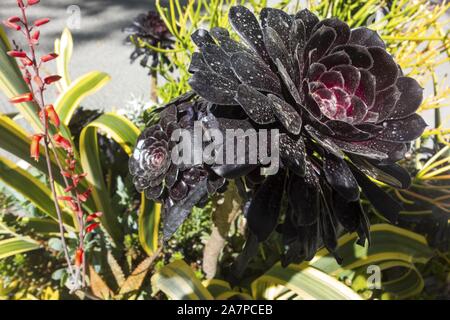 Black Rose Aeonium Arboreum Flower Close Up Macro Blooming in Nature Garden Stock Photo