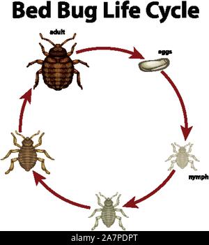 Diagram showing life cycle of bed bug Stock Vector Image & Art - Alamy