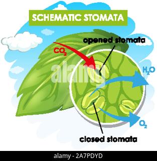 Diagram showing schematic stomata illustration Stock Vector