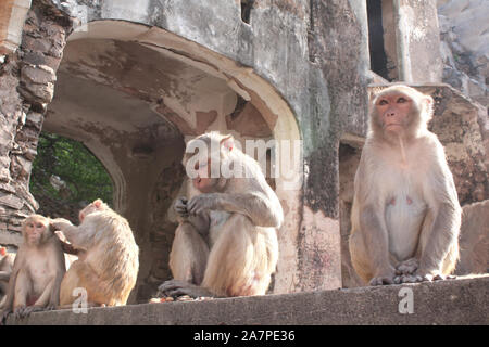 Four monkeys in Galta Ji Mandir Temple (Monkey Temple) near Jaipur, India Stock Photo