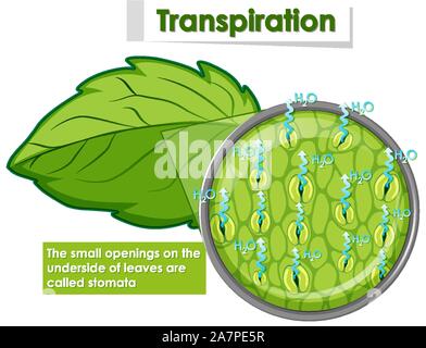 Diagram showing transpiration in plant illustration Stock Vector