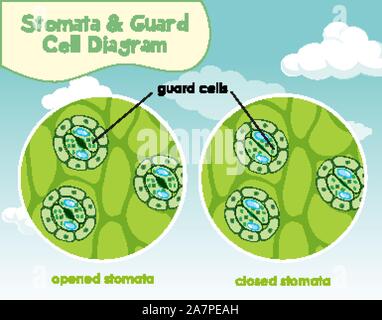 Diagram showing plant cell with stomata and guard cell illustration Stock Vector