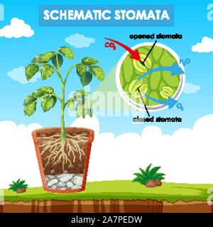 Diagram showing schematic stomata illustration Stock Vector