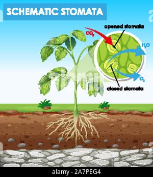 Diagram showing process of photosynthesis illustration Stock Vector Art ...