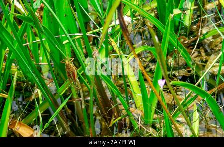 Louisiana - orange grasshopper in swamp Stock Photo