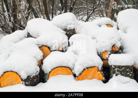 Row of logs lying on a ground covered with fresh thin snow cover.Snow-covered logs lie on the ground. Winter. Stock Photo