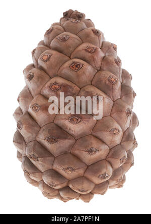 Unopened pine cone on white background Stock Photo