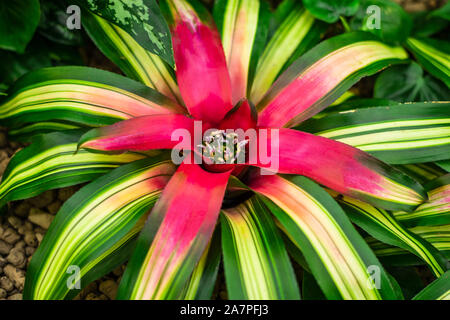Big flower, close up. Guzmania, colorful bromelia. Stock Photo