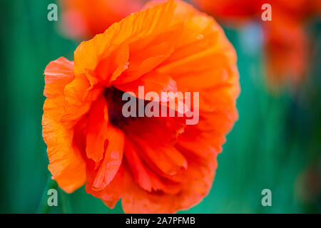 In poppies field. Red poppies on a field on a summer sunny day. Summer and spring, landscape, poppy seed. Opium poppy, botanical plant, ecology. Drug Stock Photo