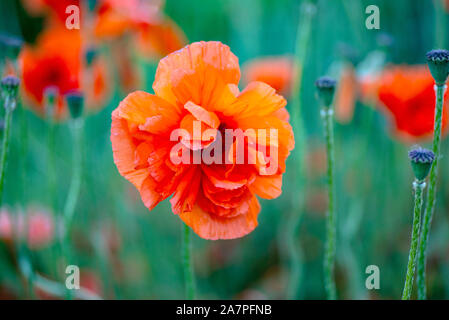 In poppies field. Red poppies on a field on a summer sunny day. Summer and spring, landscape, poppy seed. Opium poppy, botanical plant, ecology. Drug Stock Photo