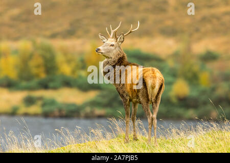 Red deer stag (latin name: Cervus elaphus) Monarch of the Glens tood majestically besides a loch in Glen Strathfarrar, Scottish Highlands. Facing left Stock Photo