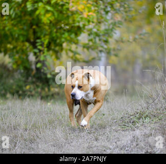 American Staffordshire Terrier pictured in nature image Stock Photo