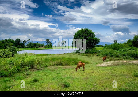 Herd of cow grazing green grass in meadow. Brown cow in pasture. Beef cow cattle farming. Livestock. Animal farm field near river and mountain. Stock Photo