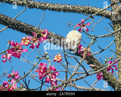 The white and pink flowers of the synthetic fibre cotton tree (Ceiba Pentandra) create an odour that attracts bats, which facilitate the pollen when c Stock Photo