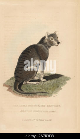 Tasmanian wolf or thylacine, Thylacinus cynocephalus. Extinct (Zebra or dog-faced dasyrus, Didelphis cynocephala). Handcoloured copperplate engraving by James Basire from Edward Griffith's The Animal Kingdom by the Baron Cuvier, London, Whittaker, 1825. Stock Photo
